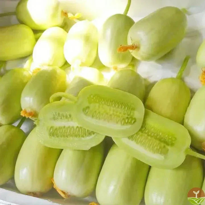 Golden Lady Cucumber Seed (Pack of 100 seeds)